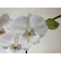 Phalaenopsis Manta 'Gili' (2 Rispen)