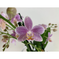 Phalaenopsis Mayang Angel (3 Rispen)