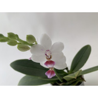 Phalaenopsis Miki mic parishii