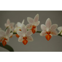 Phalaenopsis Minimark (1 Rispe) -6 cm Topf-