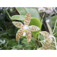 Phalaenopsis pallens (in Blüte/Knospe)
