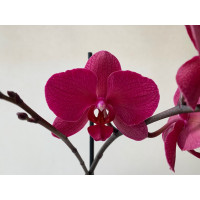 Phalaenopsis Parvarotti (2 Rispen)