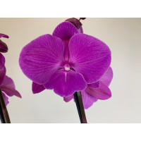 Phalaenopsis Purple 'Kizz' (2 Rispen)