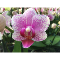 Phalaenopsis Rotterdam (3 Rispen)