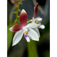 Phalaenopsis speciosa (Jgpfl.)