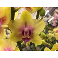 Phalaenopsis Spunky (2 Rispen)