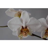 Phalaenopsis stuartiana