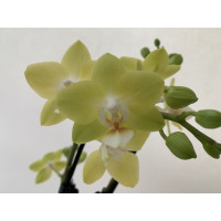 Phalaenopsis Sunny Shore (2 Rispen)