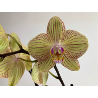 Phalaenopsis Torino (2 Rispen)