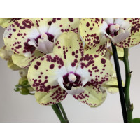 Phalaenopsis Vanilla Sky (2 Rispen)