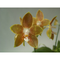 Phalaenopsis venosa