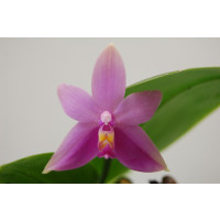 Phalaenopsis violacea 'Sumatra' (Jgpfl., frisch getopft)