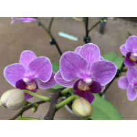 Phalaenopsis Violet Queen (3 Rispen)