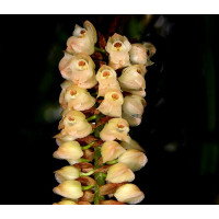 Pholidota imbricata