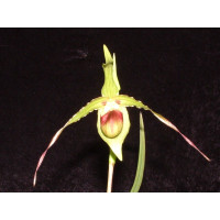 Phragmipedium Roethianum