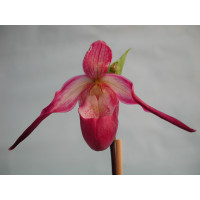 Phragmipedium sedenii Hybride