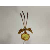 Psychopsis kramerianum (1 Stiel)