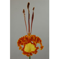 Psychopsis Mariposa 'Green Valley' (Blütenansatz, Importpflanze)