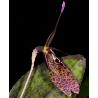 Restrepia dodsonii (in Blüte / Knospe)
