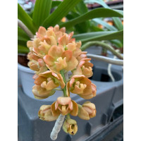 Rhynchostylis gigantea 'Peach' (in Knospe/Blüte)