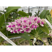 Rhynchostylis gigantea (Jgpfl.)