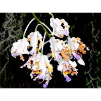 Myrmecophilia thomsoniana