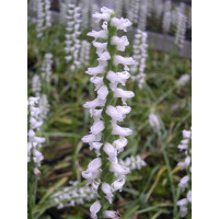 Spiranthes 'Chadd's Ford' (mit neuem Austrieb)