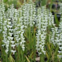 Spiranthes cernua (frisch ausgetrieben)