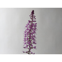Stenoglottis longifolia (abgeblüht, Pfl. zieht sich zurück)