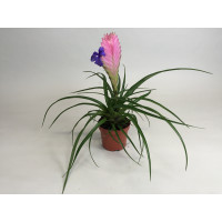 Tillandsia cyanea