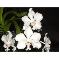 Vanda javierae