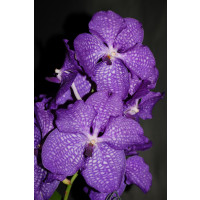 Vanda Blue Magic (in Blüte/Knospe)