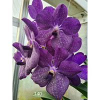 Vanda Blue Twilight (in Knospe Blüte)