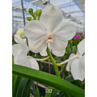 Vanda Diamond White (in Blüte/Knospe)