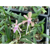 Vanda falcata x flabellata