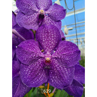 Vanda Gordon Dillon x Royal Blue (in Knospe Blüte)