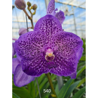 Vanda Lavender Sprinkles (in Knospe Blüte)