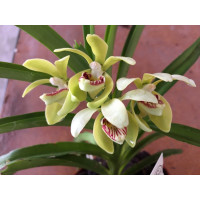 Vanda pumila