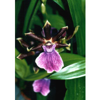 Zygopetalum Hybride (Jungpfl.)