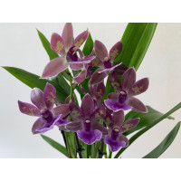 Zygopetalum Impasto Green (Jgpfl., frisch getopft)