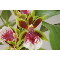 Zygopetalum Rhein Harlekin (2 Rispen)