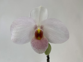Paphiopedilum Joyce Hasegawa (in Knospe / Blüte)
