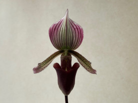 Paphiopedilum curtisii x Maudiae coloratum (1 Stiel)