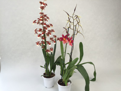 Multihybriden-Sortiment (3 Pfl. in Knospe/Blüte)