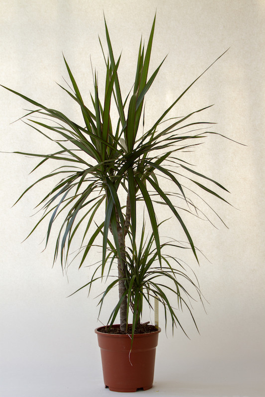 Dracena Marginata Orchideen Wichmann De Highest