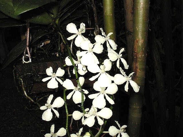 Aerangis citrata | Orchideen-Wichmann.de - Highest horticultural quality  and experience since 1897