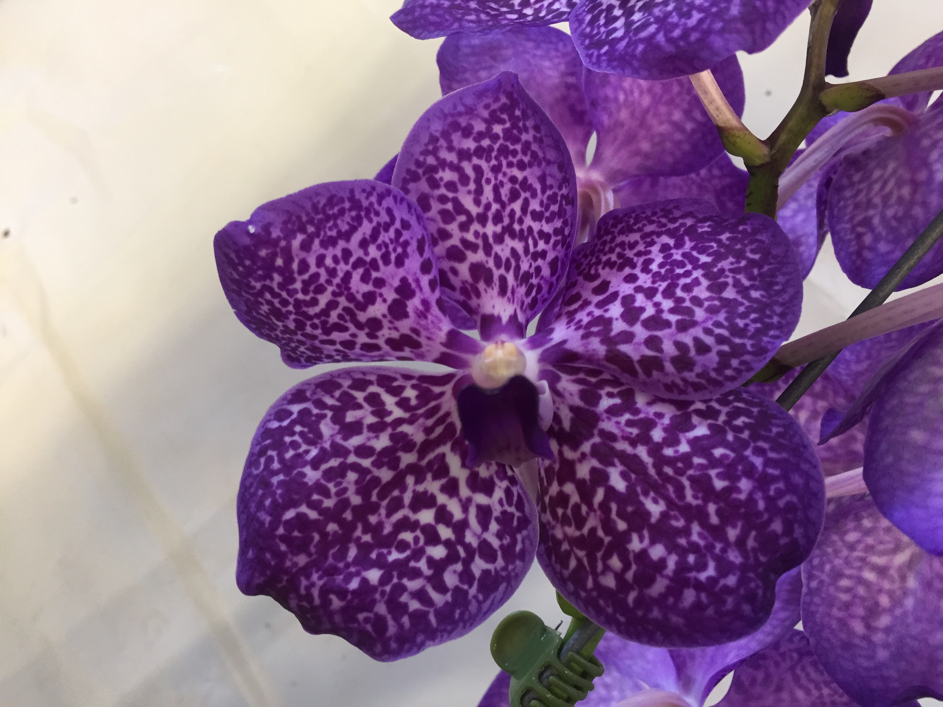 Ascocenda Elegant Blue | Orchideen-Wichmann.de - Highest horticultural  quality and experience since 1897