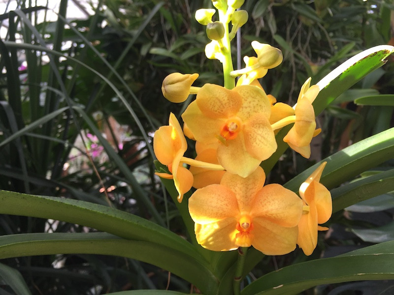 Ascocenda Magic Orange | Orchideen-Wichmann.de - Highest horticultural  quality and experience since 1897