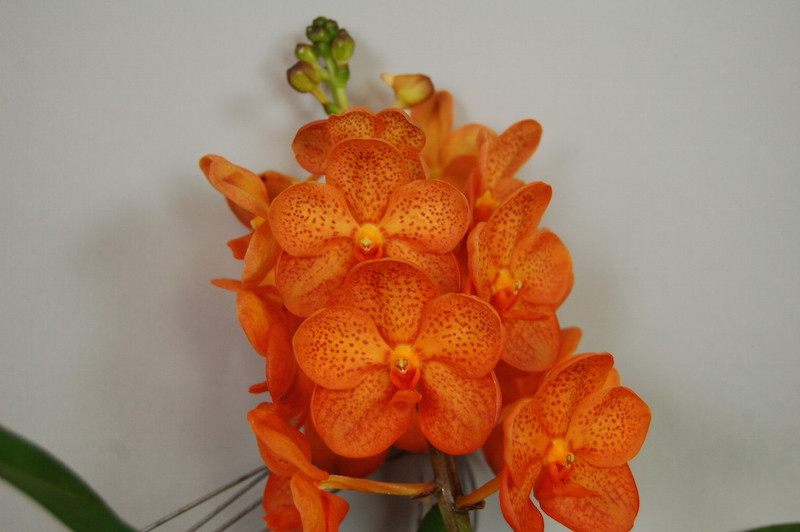 Ascocenda Mandarin | Orchideen-Wichmann.de - Highest horticultural quality  and experience since 1897