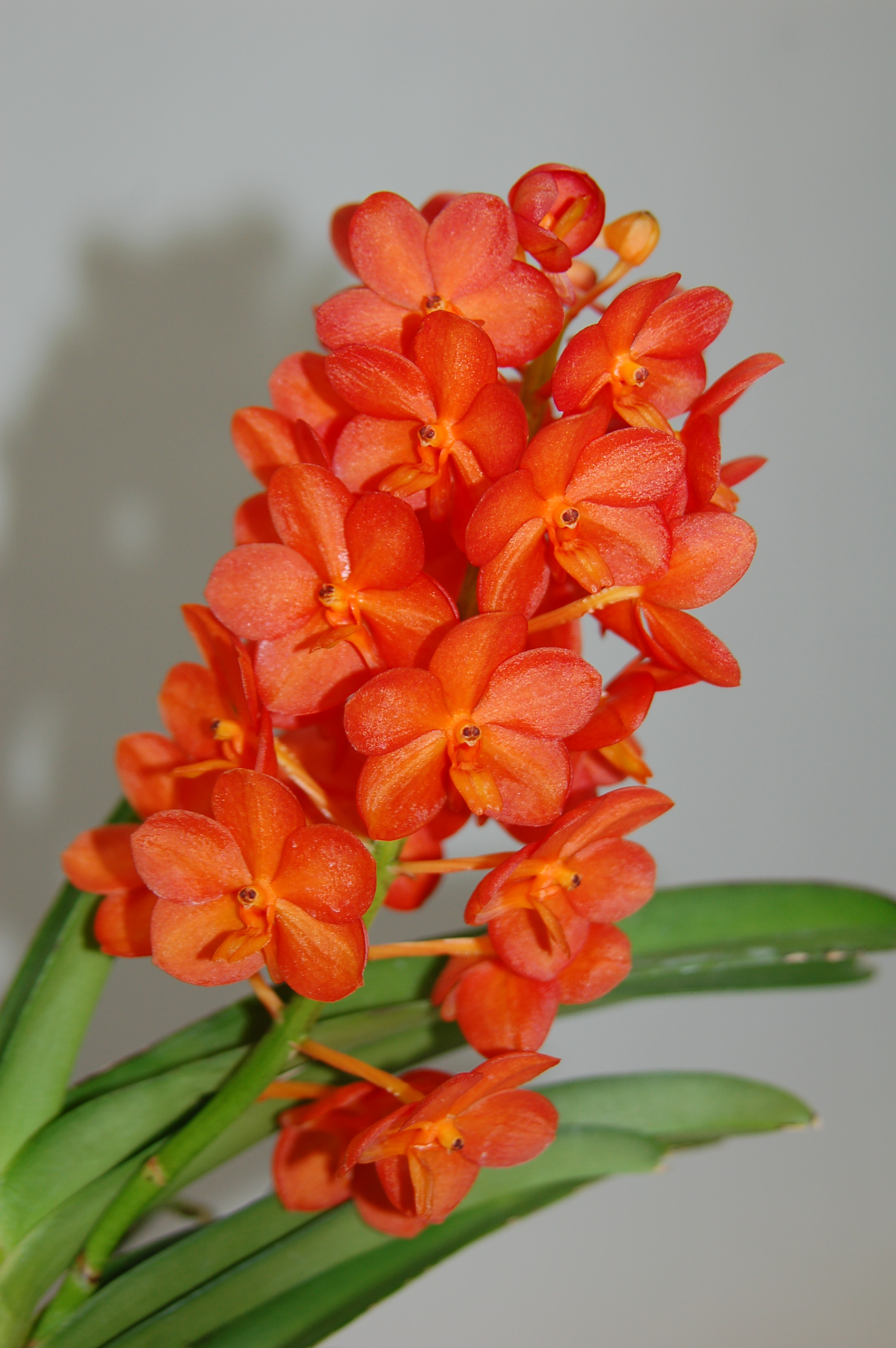 Ascocenda Orange Blossom | Orchideen-Wichmann.de - Highest horticultural  quality and experience since 1897